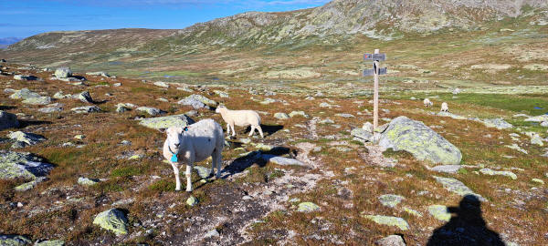 sheep and signposts