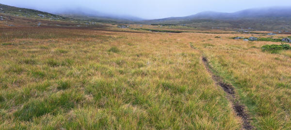 grassy trail