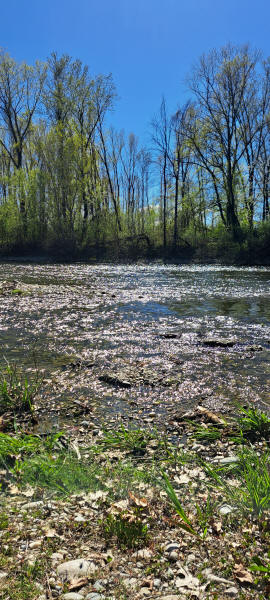 River Ticino