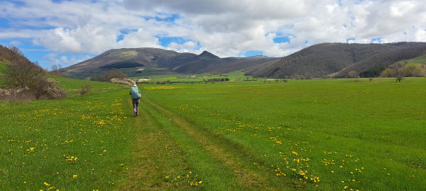 trail across meadow