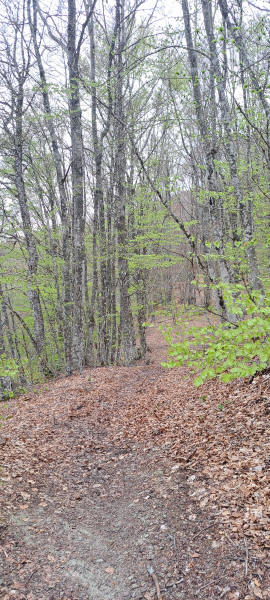 beech forest trail