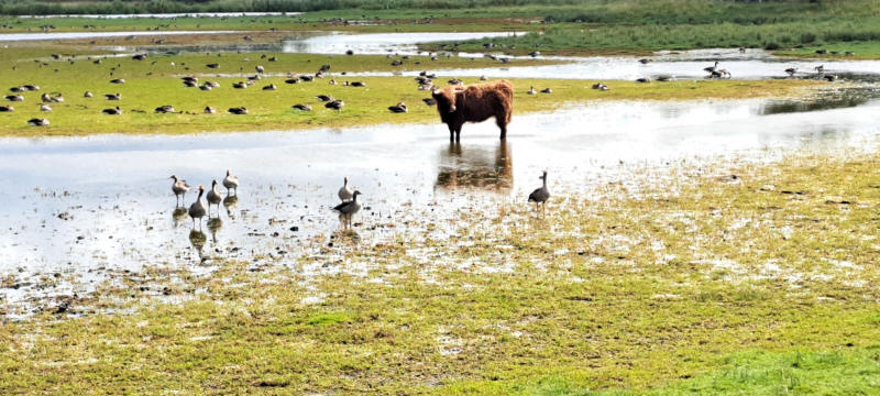 geese and cow