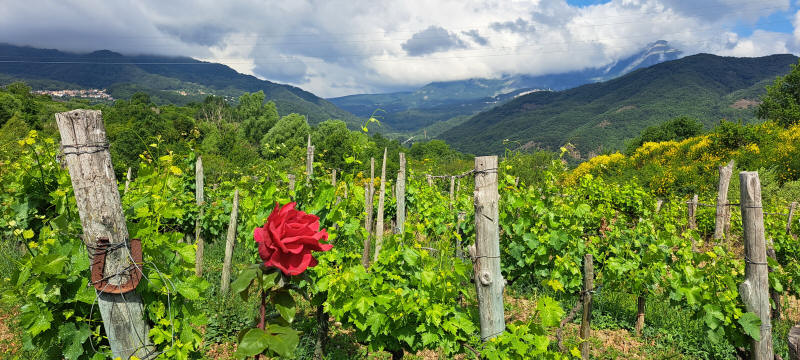 Rose und Wein