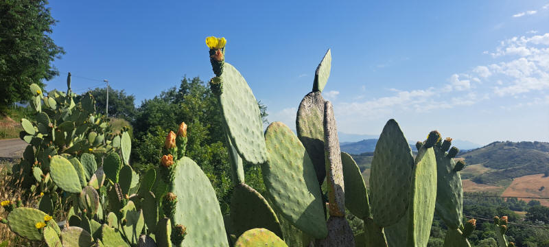 blühender Kaktus