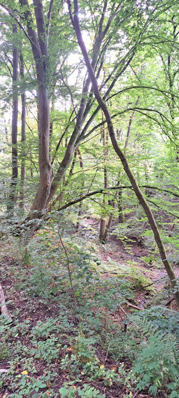 beech forest