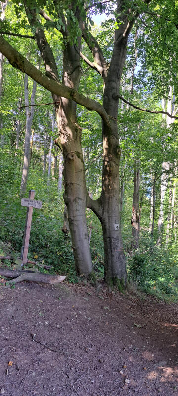 Hochzeitsbaum